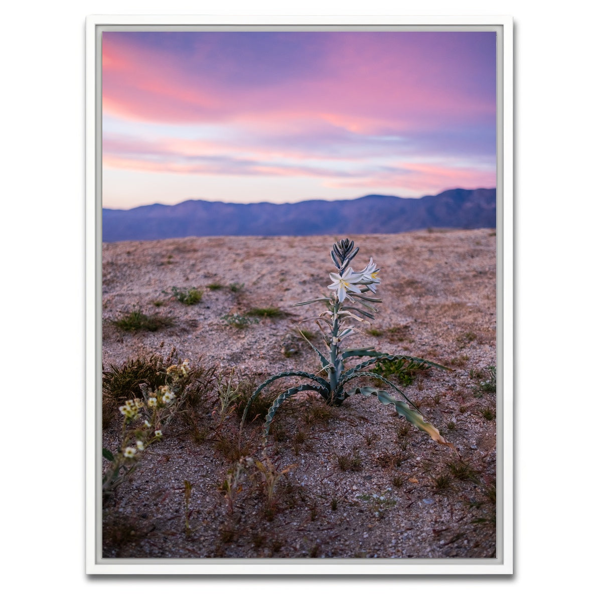 AUTO-MOCKUP WHITE | Desert Wild Flowers | 1 Piece | White Framed Canvas | group=3x4