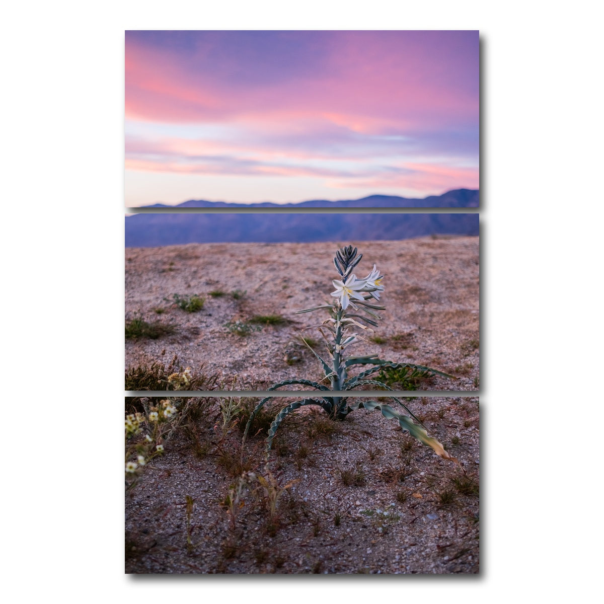 AUTO-MOCKUP WHITE | Desert Wild Flowers | 3 Piece | Gallery Wrap Canvas | group=12x24_stacked