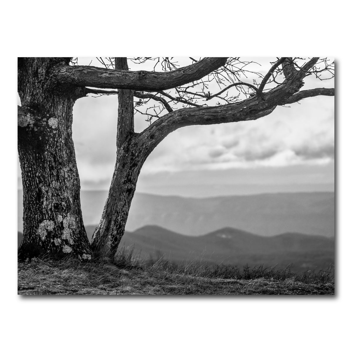 AUTO-MOCKUP WHITE | Desolate Limbs | 1 Piece | Gallery Wrap Canvas | group=4x3
