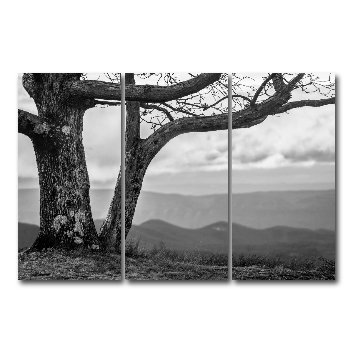 AUTO-MOCKUP WHITE | Desolate Limbs | 3 Piece | Gallery Wrap Canvas | group=12x24