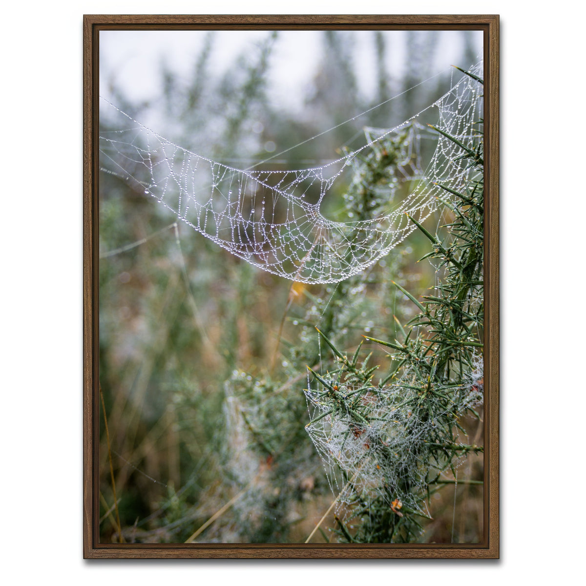 AUTO-MOCKUP WHITE | Dew Web | 1 Piece | Walnut Framed Canvas | group=3x4