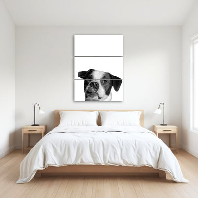 AUTO-MOCKUP ROOM | Dog