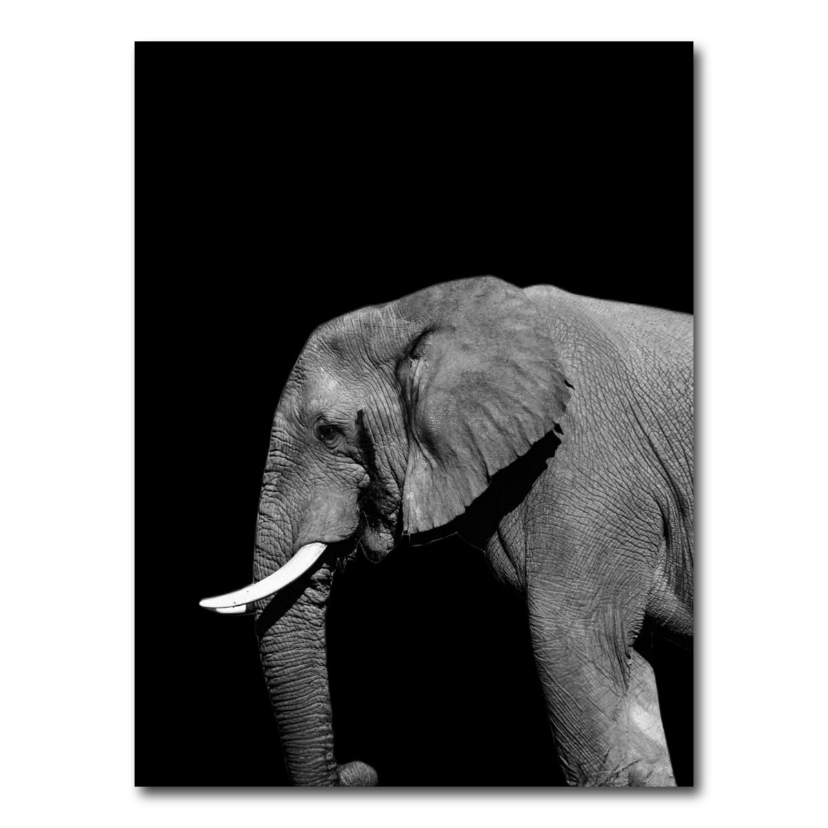 AUTO-MOCKUP WHITE | Elephant | 1 Piece | Gallery Wrap Canvas | group=3x4