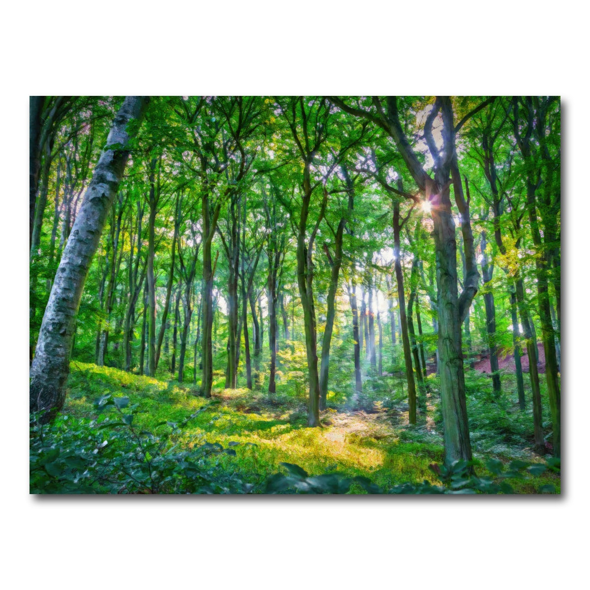 AUTO-MOCKUP WHITE | Emerald Forest | 1 Piece | Gallery Wrap Canvas | group=4x3