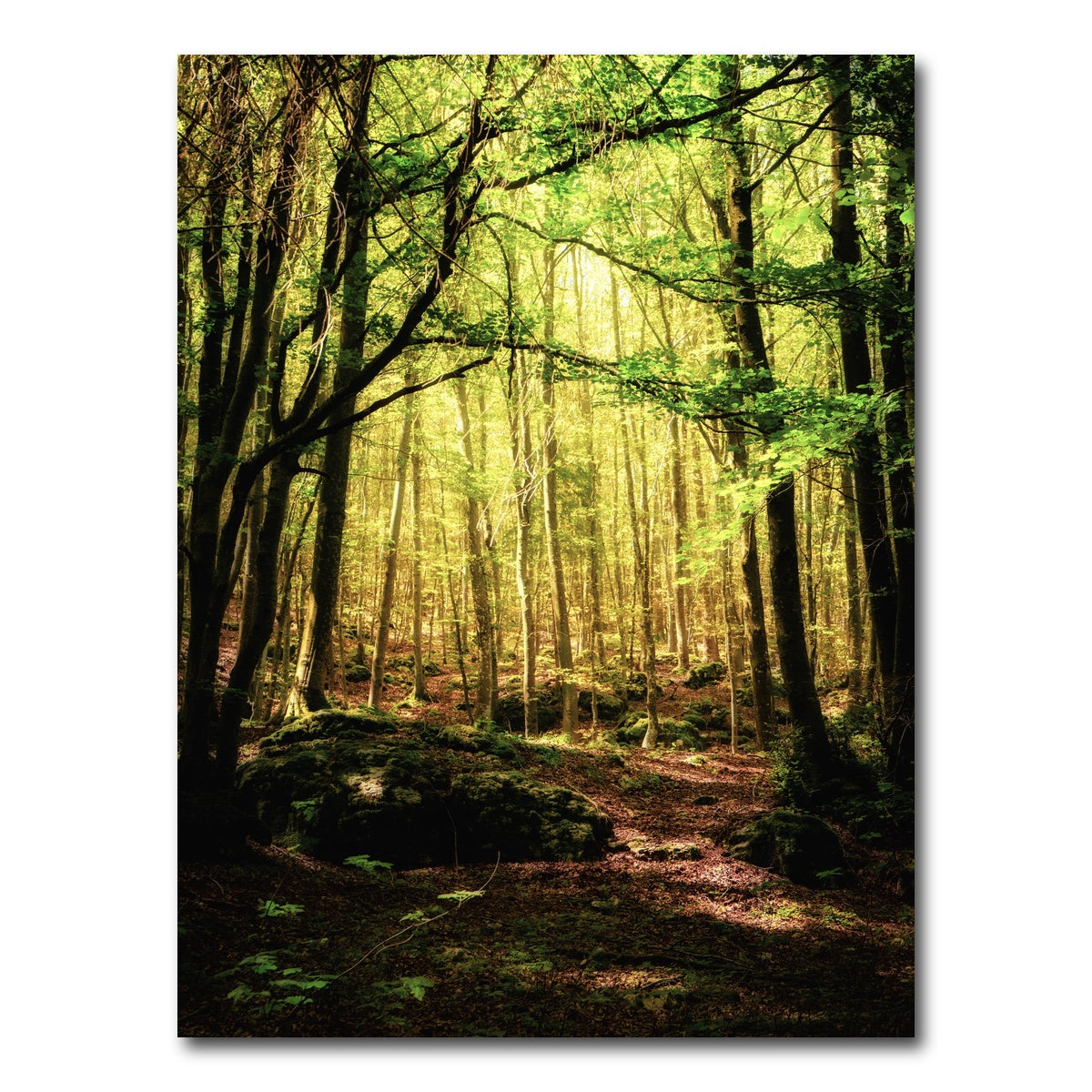 AUTO-MOCKUP WHITE | Enchanting Forest Vol. 1 | 1 Piece | Gallery Wrap Canvas | group=3x4