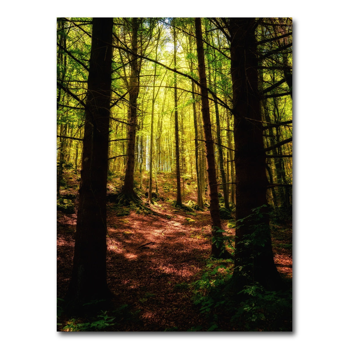 AUTO-MOCKUP WHITE | Enchanting Forest Vol. 2 | 1 Piece | Gallery Wrap Canvas | group=3x4