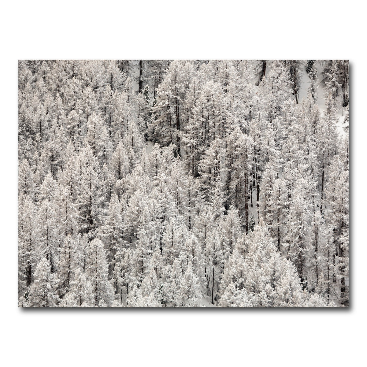 AUTO-MOCKUP WHITE | Enneigement tardif | 1 Piece | Gallery Wrap Canvas | group=4x3