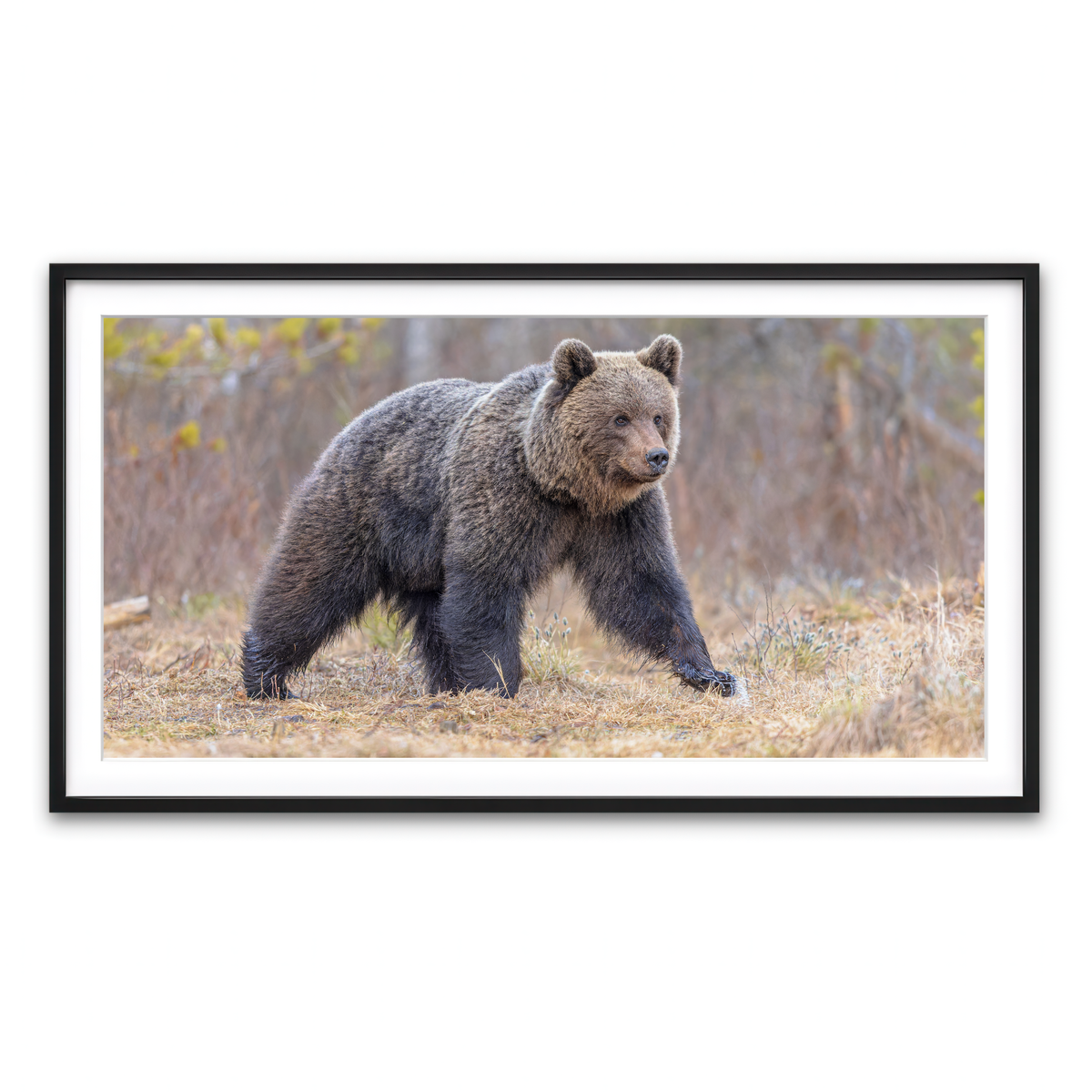 Framed Print 2x1 Black