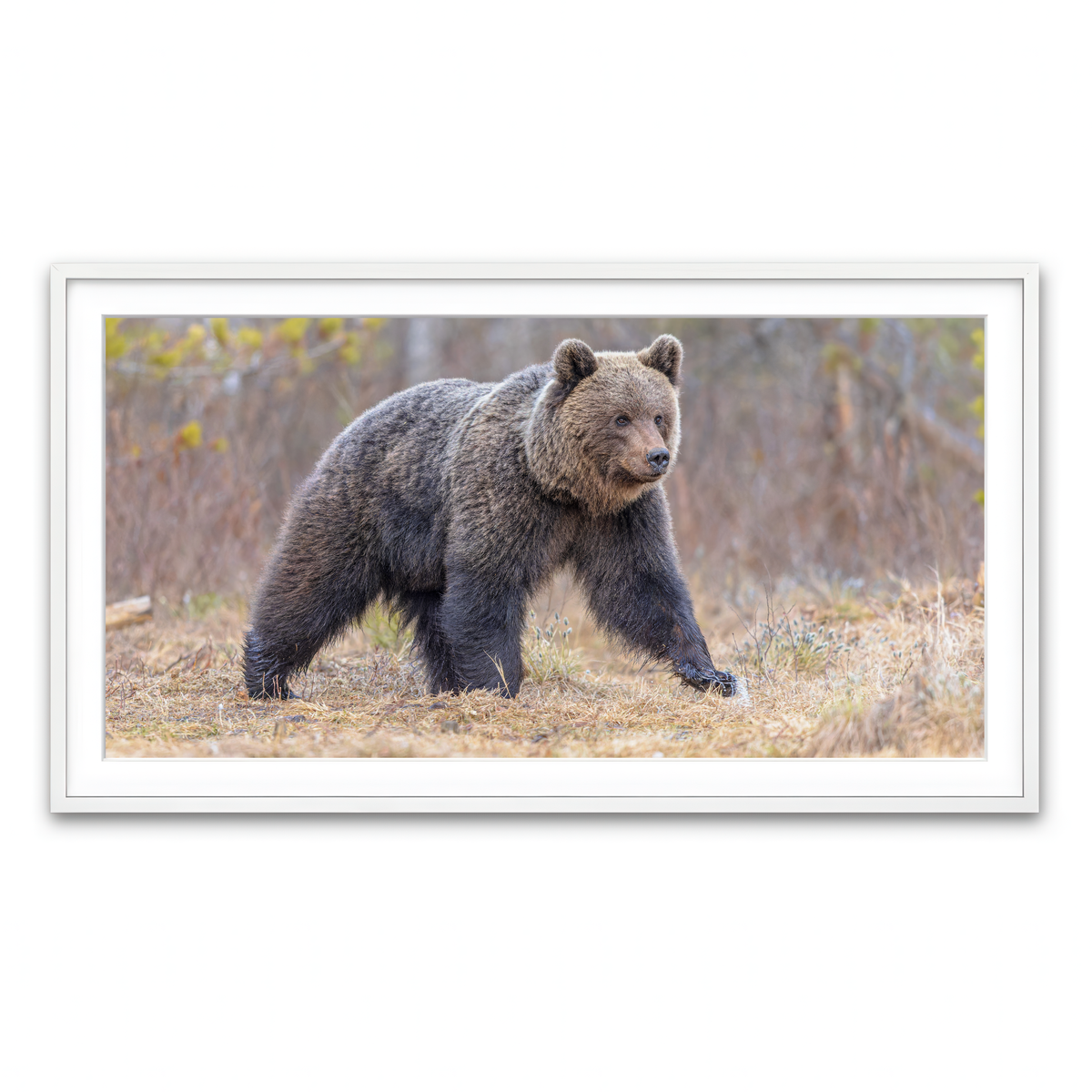 Framed Print 2x1 White