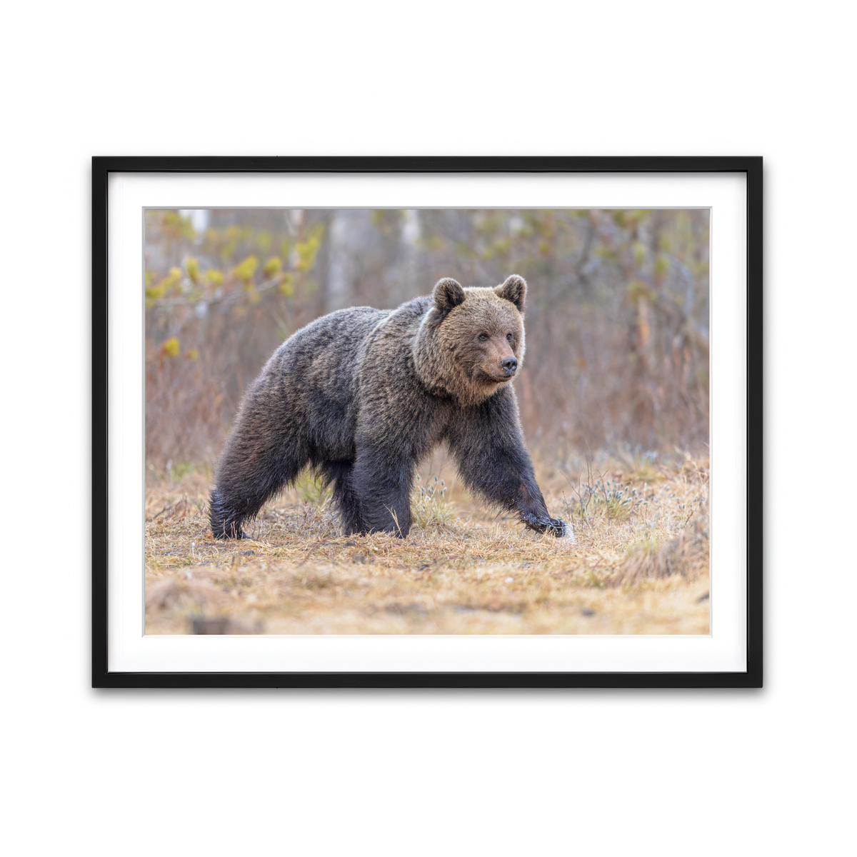 Framed Print 4x3 Black