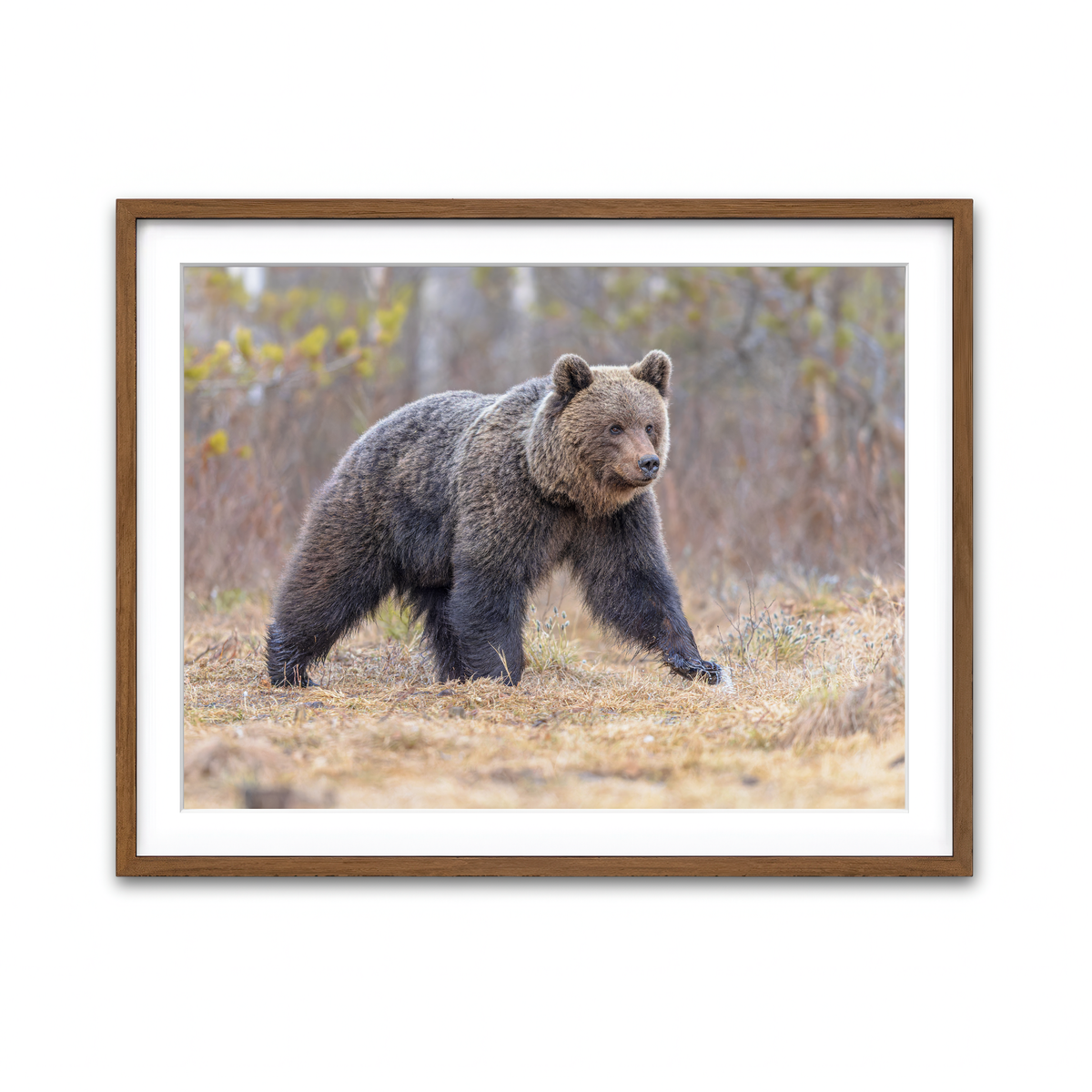 Framed Print 4x3 Walnut