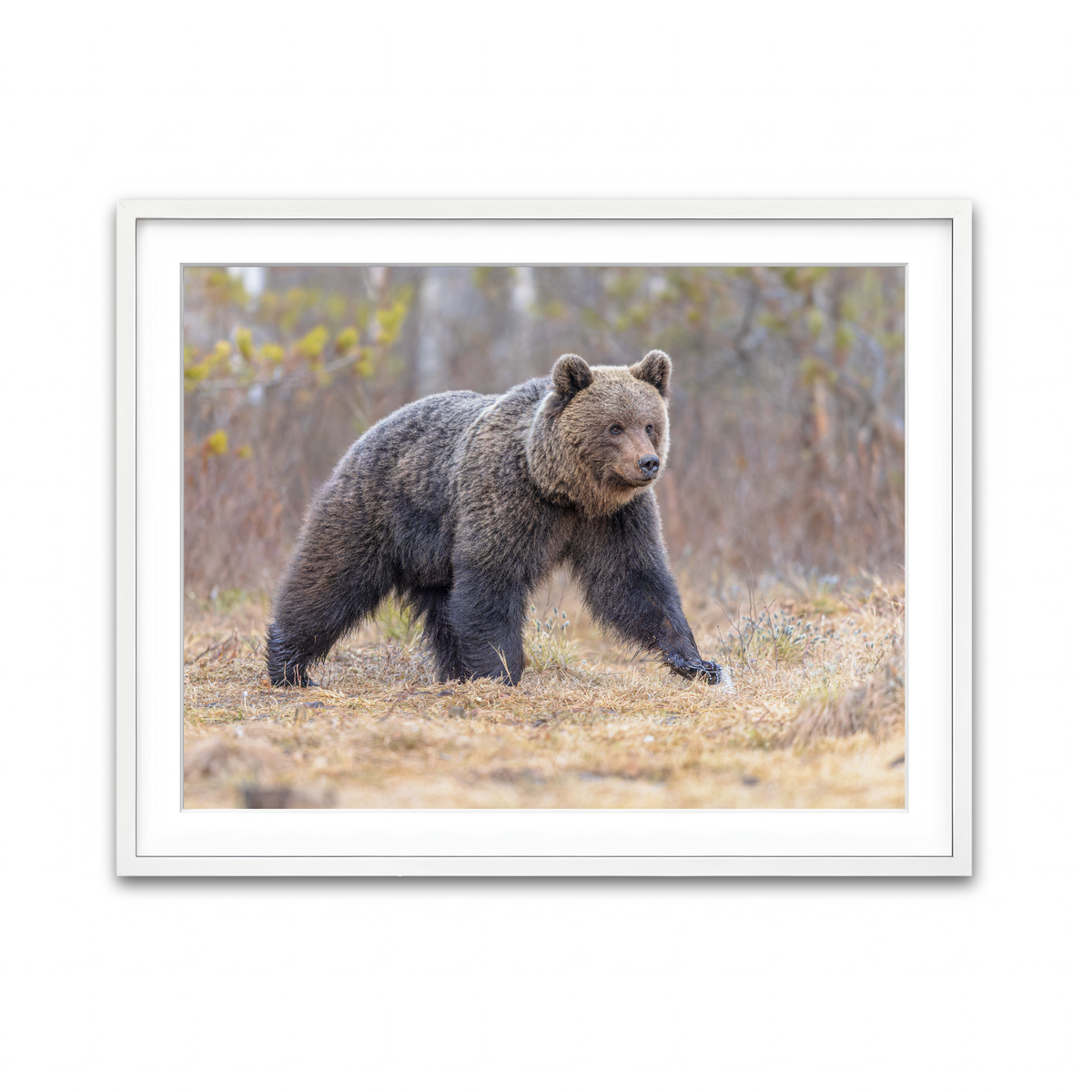 Framed Print 4x3 White
