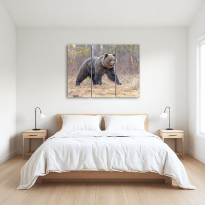 AUTO-MOCKUP ROOM | Eurasian brown bear