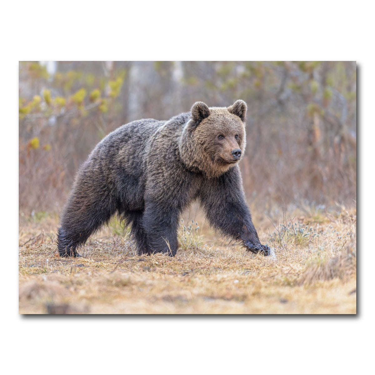 AUTO-MOCKUP WHITE | Eurasian brown bear | 1 Piece | Gallery Wrap Canvas | group=4x3