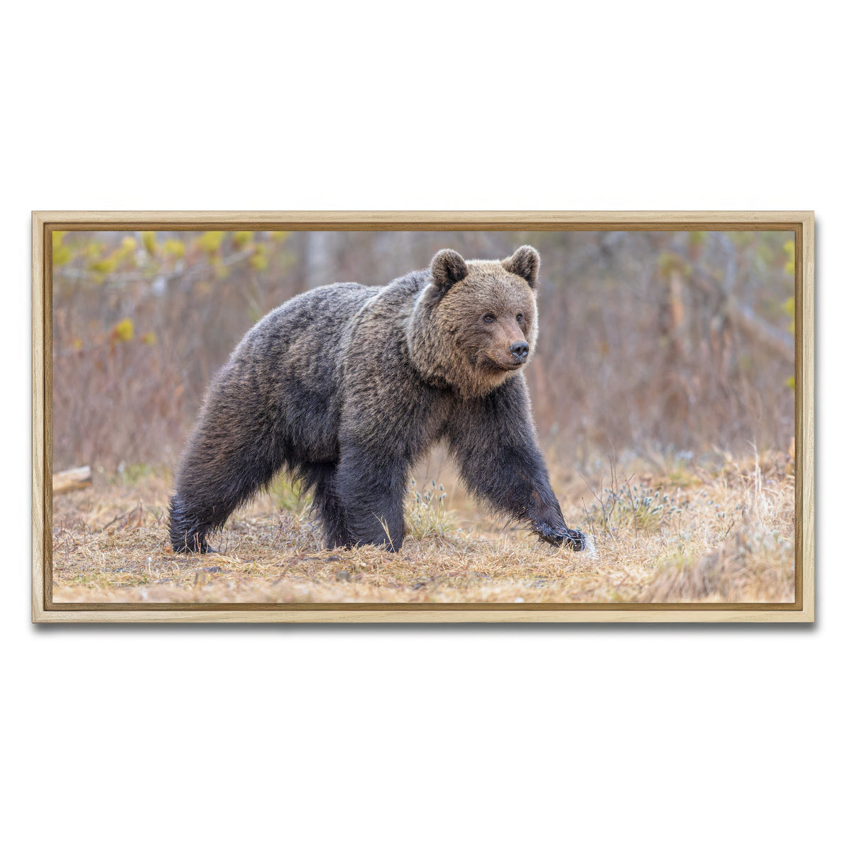 AUTO-MOCKUP WHITE | Eurasian brown bear | 1 Piece | Natural Framed Canvas | group=2x1