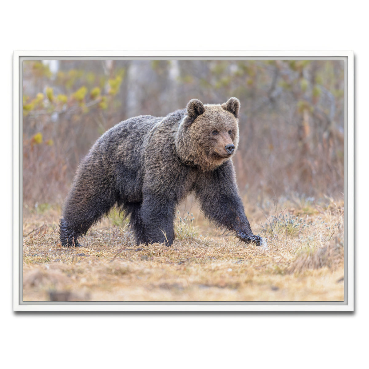 AUTO-MOCKUP WHITE | Eurasian brown bear | 1 Piece | White Framed Canvas | group=4x3