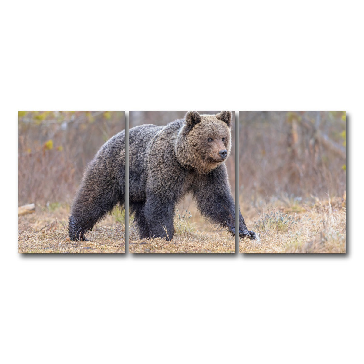 AUTO-MOCKUP WHITE | Eurasian brown bear | 3 Piece | Gallery Wrap Canvas | group=18x24