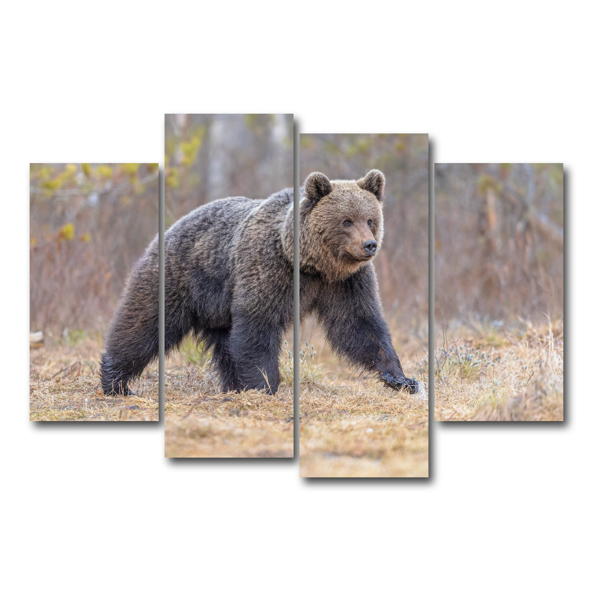 AUTO-MOCKUP WHITE | Eurasian brown bear | 4 Piece | Gallery Wrap Canvas | group=4_short