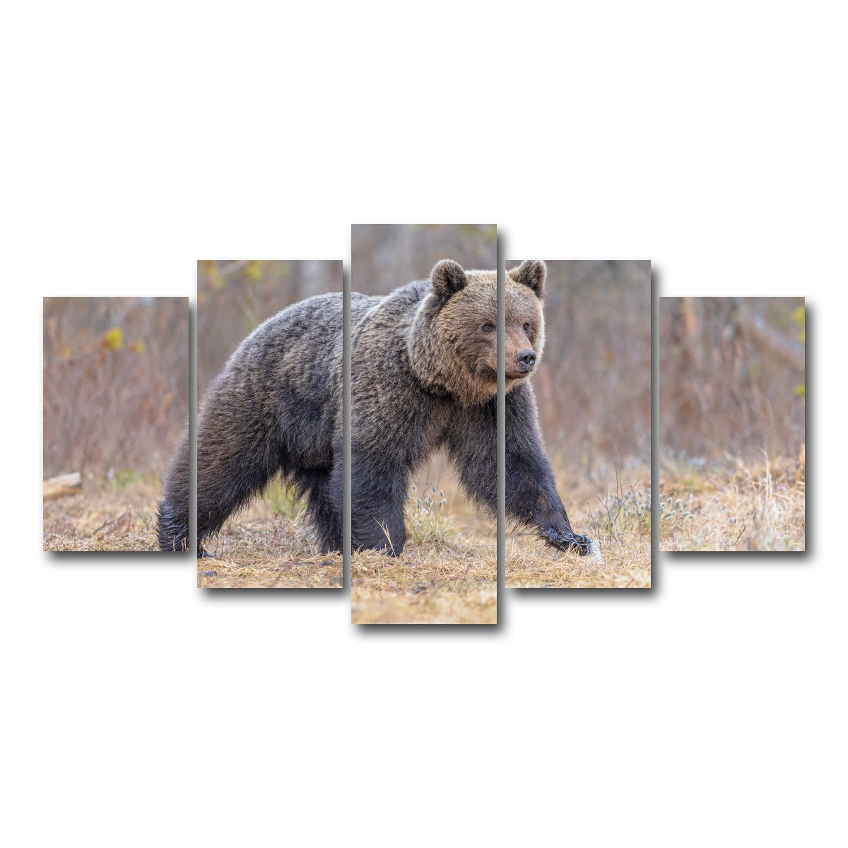 AUTO-MOCKUP WHITE | Eurasian brown bear | 5 Piece | Gallery Wrap Canvas | group=5_normal