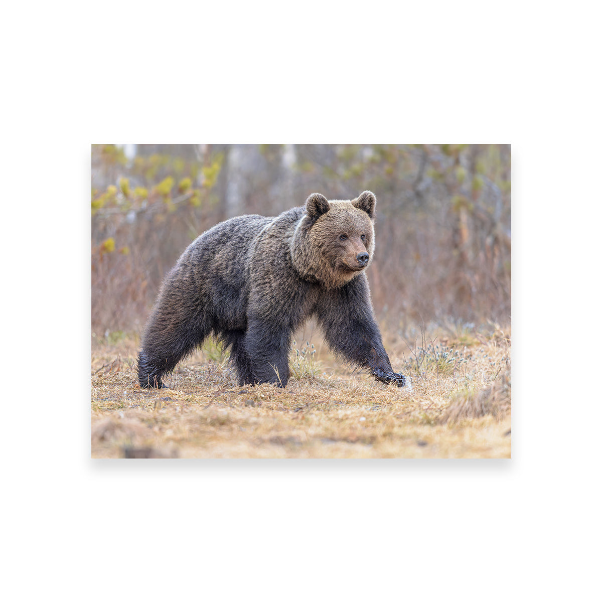 Eurasian Brown Bear Wall Art