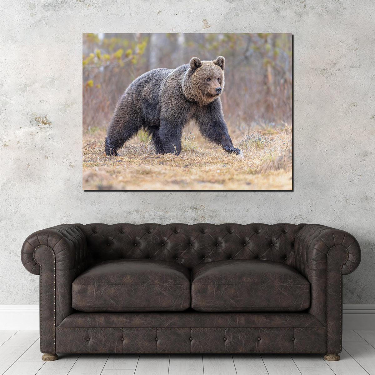 Eurasian Brown Bear Wall Art