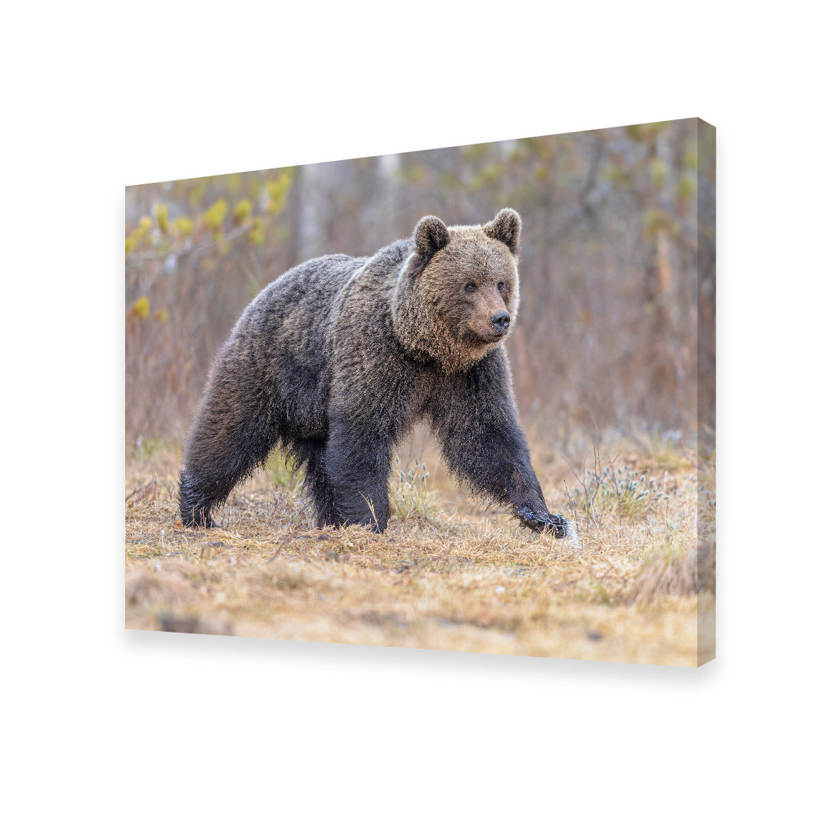 Eurasian Brown Bear Wall Art