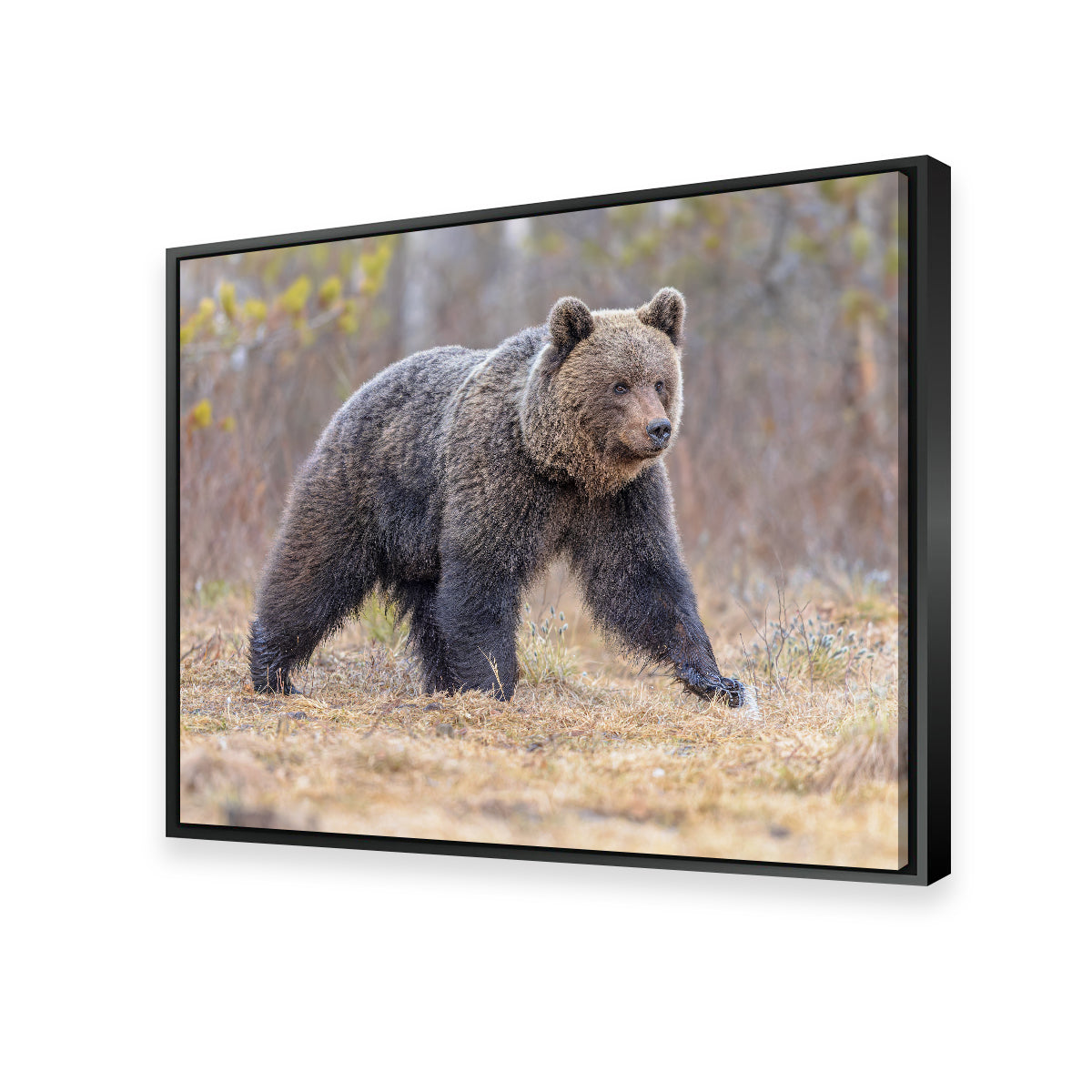 Eurasian Brown Bear Wall Art