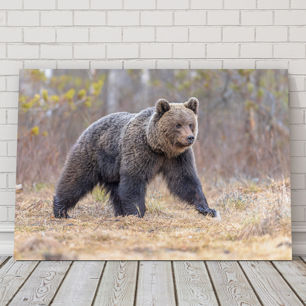 Eurasian Brown Bear Wall Art