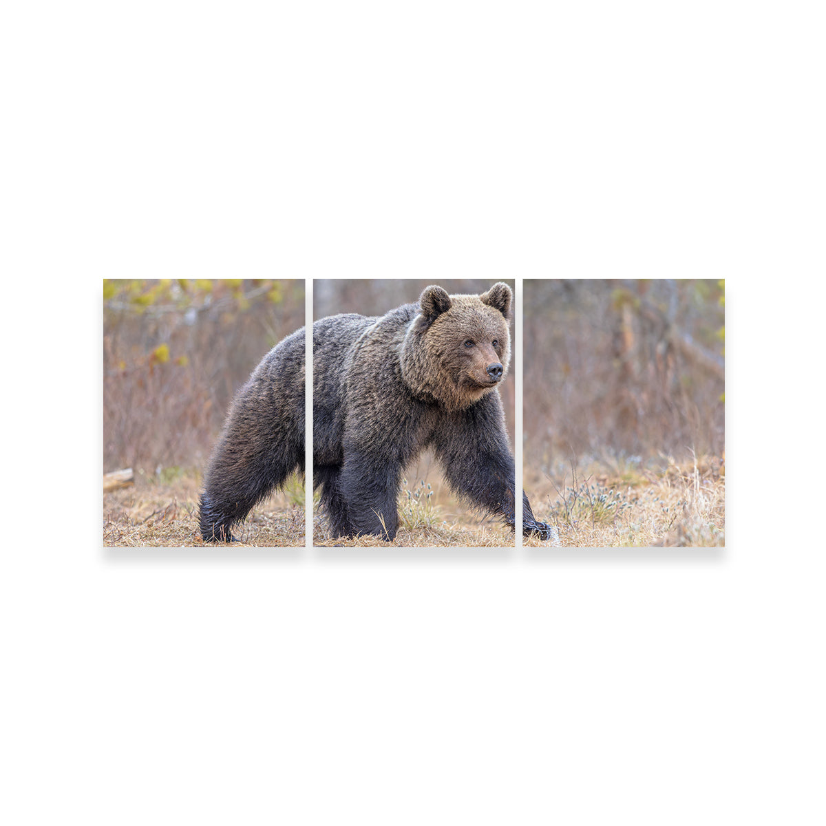 Eurasian Brown Bear Wall Art