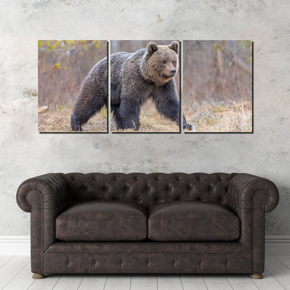 Eurasian Brown Bear Wall Art