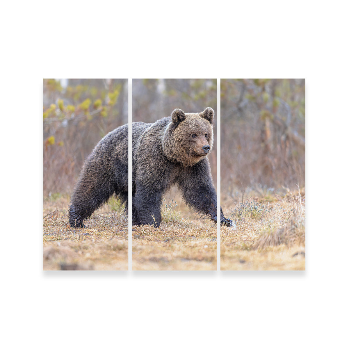 Eurasian Brown Bear Wall Art