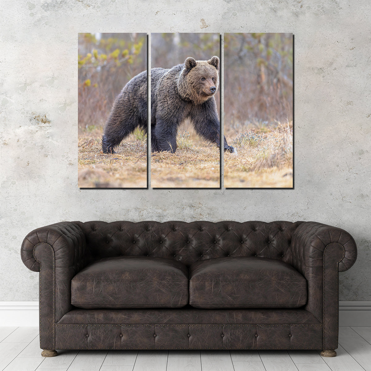 Eurasian Brown Bear Wall Art