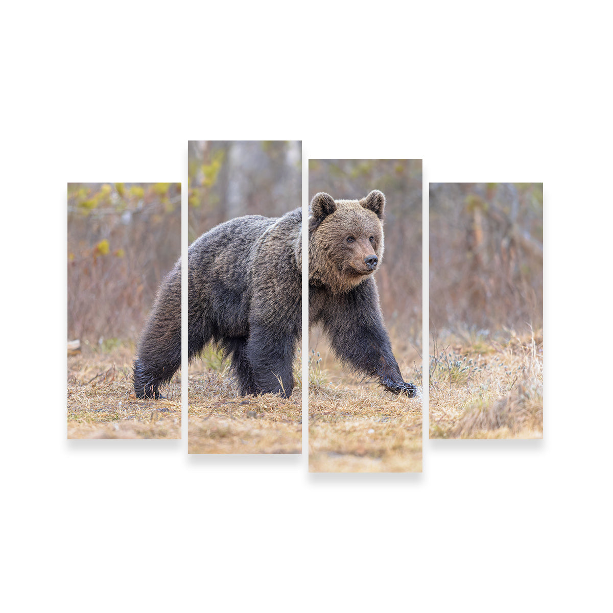 Eurasian Brown Bear Wall Art