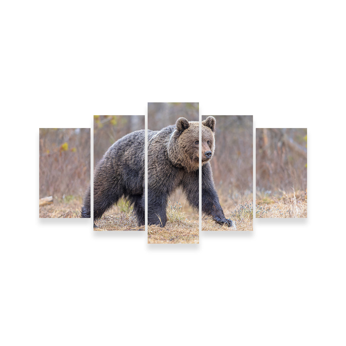 Eurasian Brown Bear Wall Art