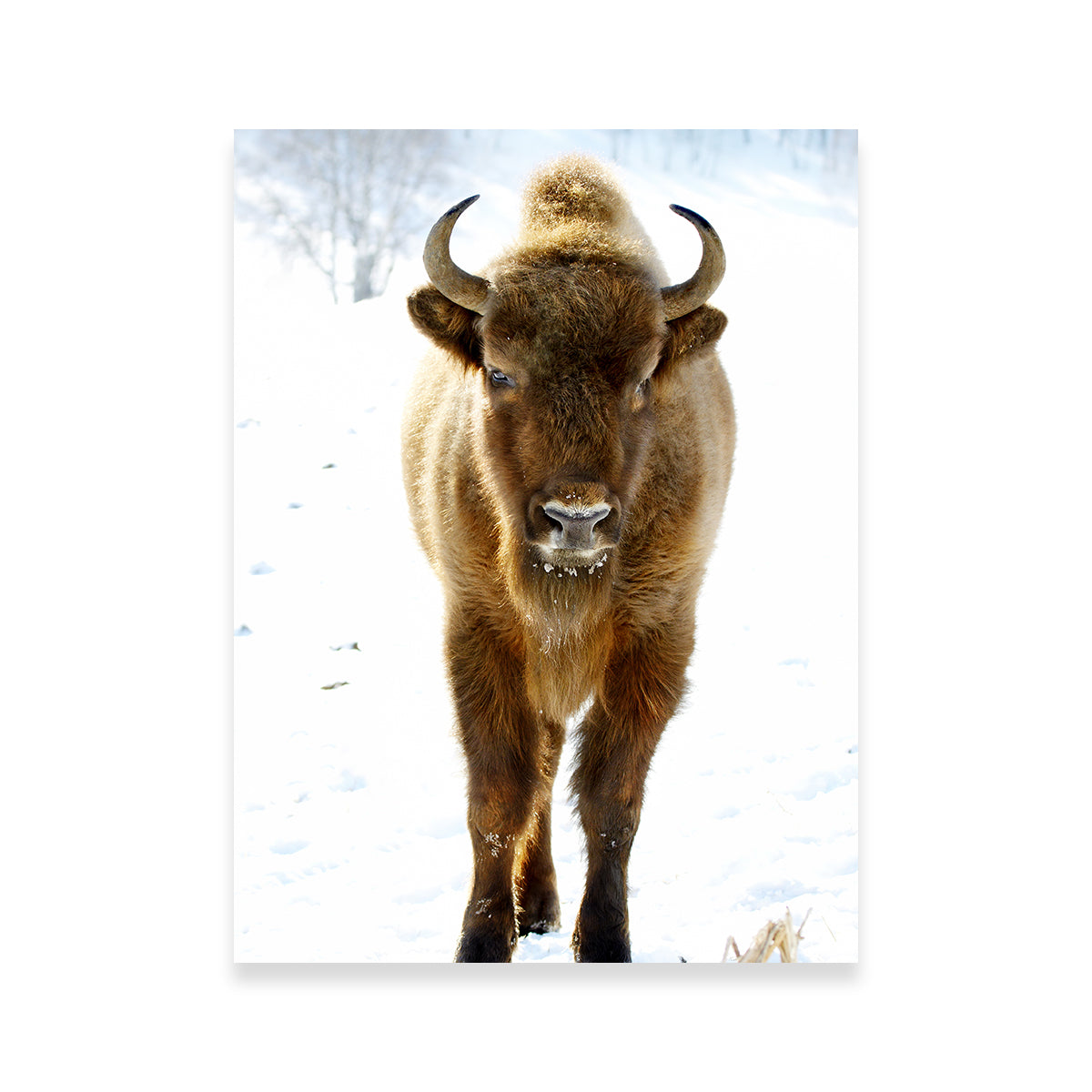 European Bison Wall Art