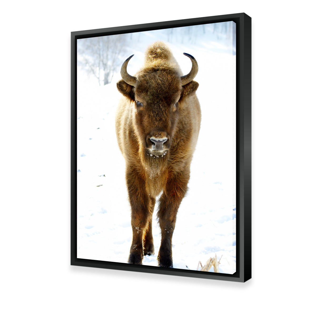 European Bison Wall Art