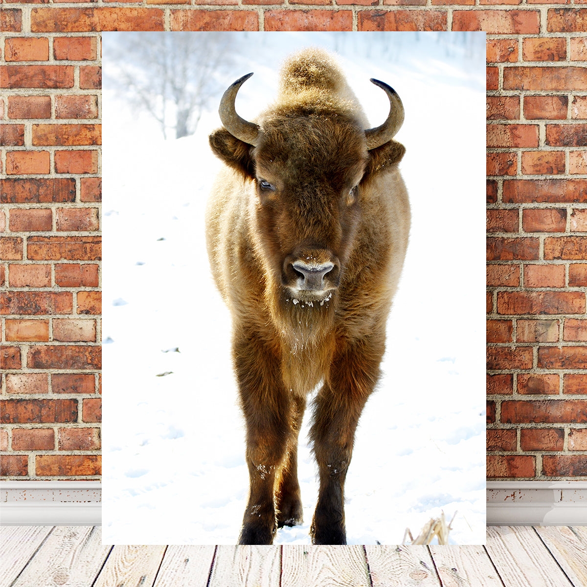 European Bison Wall Art