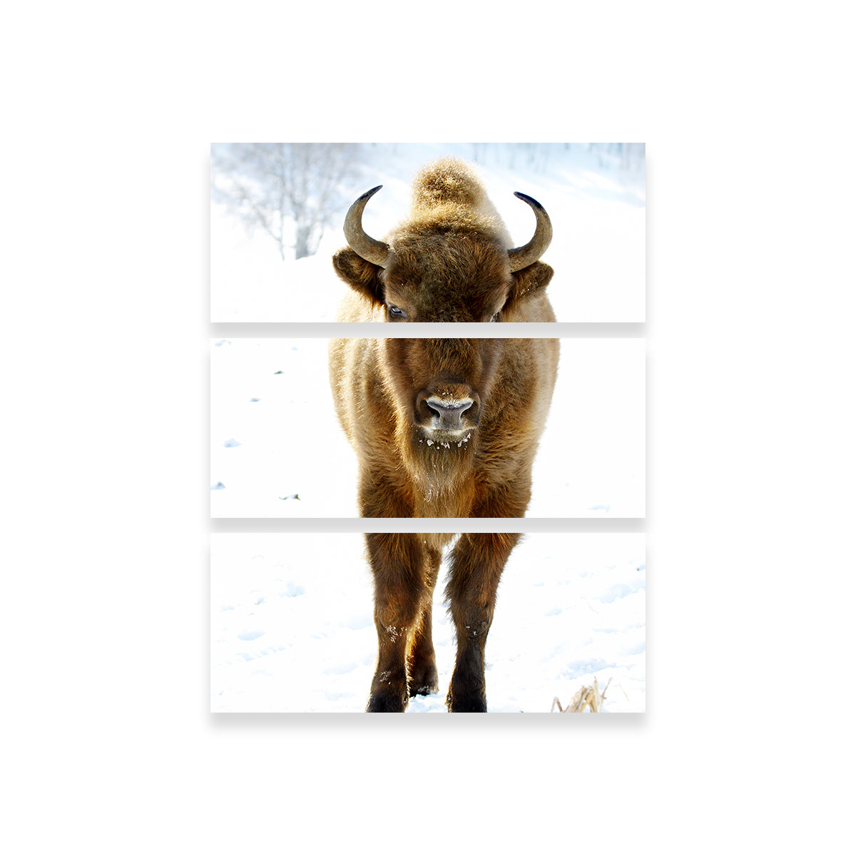 European Bison Wall Art