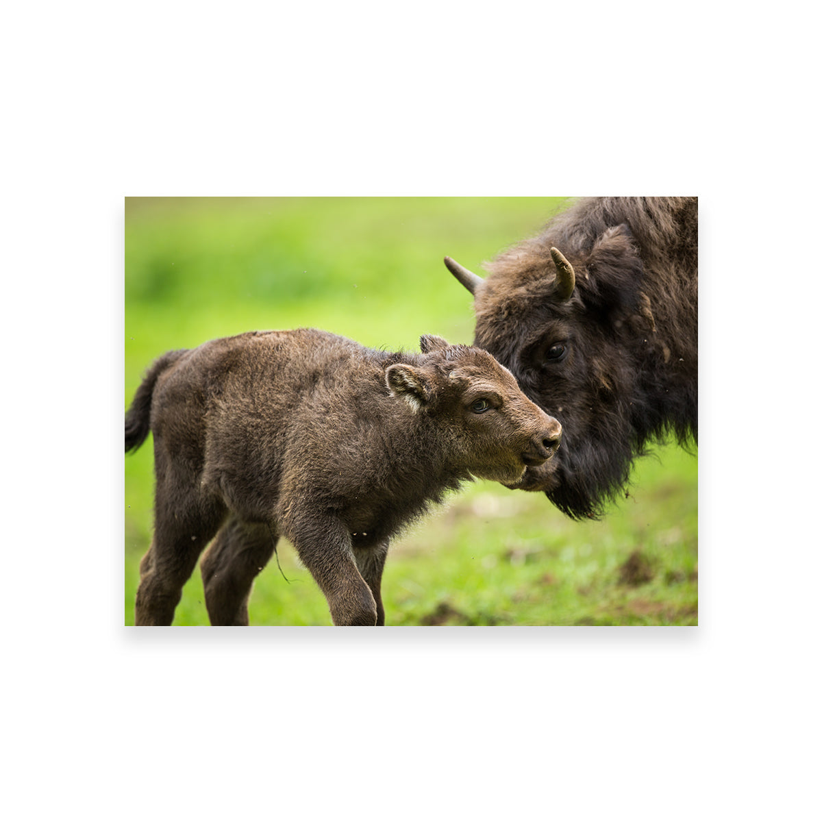 European Bison and Calf Wall Art