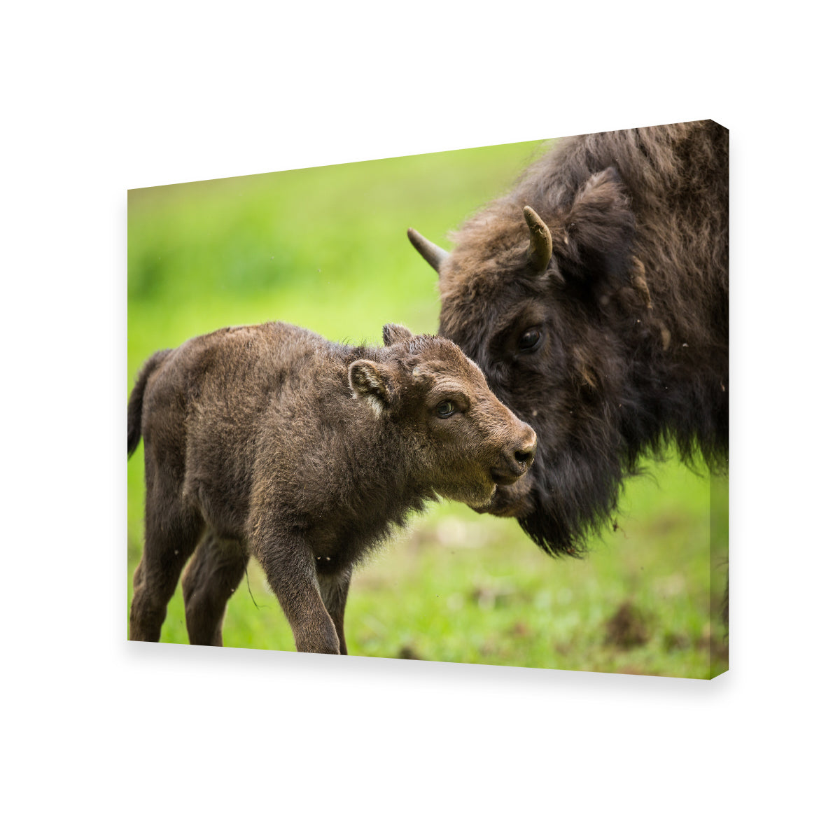 European Bison and Calf Wall Art