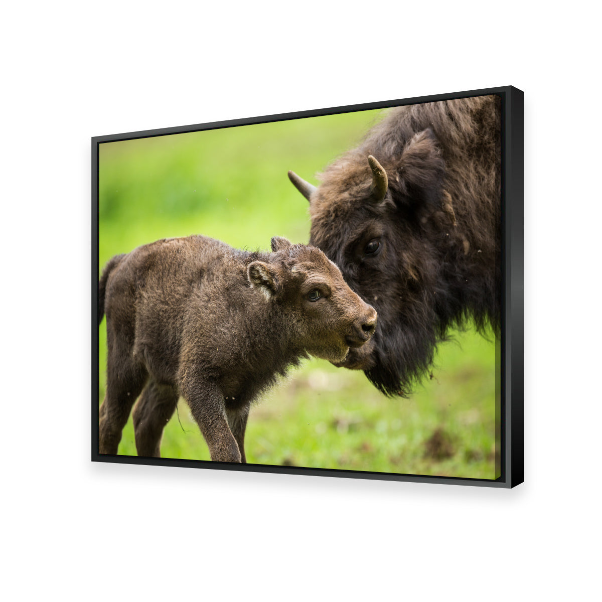 European Bison and Calf Wall Art