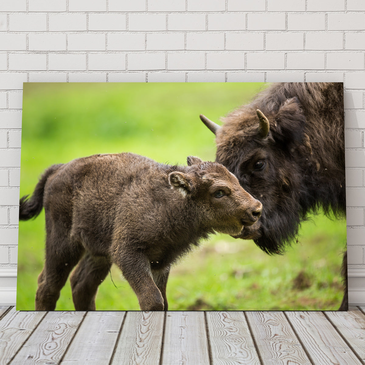 European Bison and Calf Wall Art