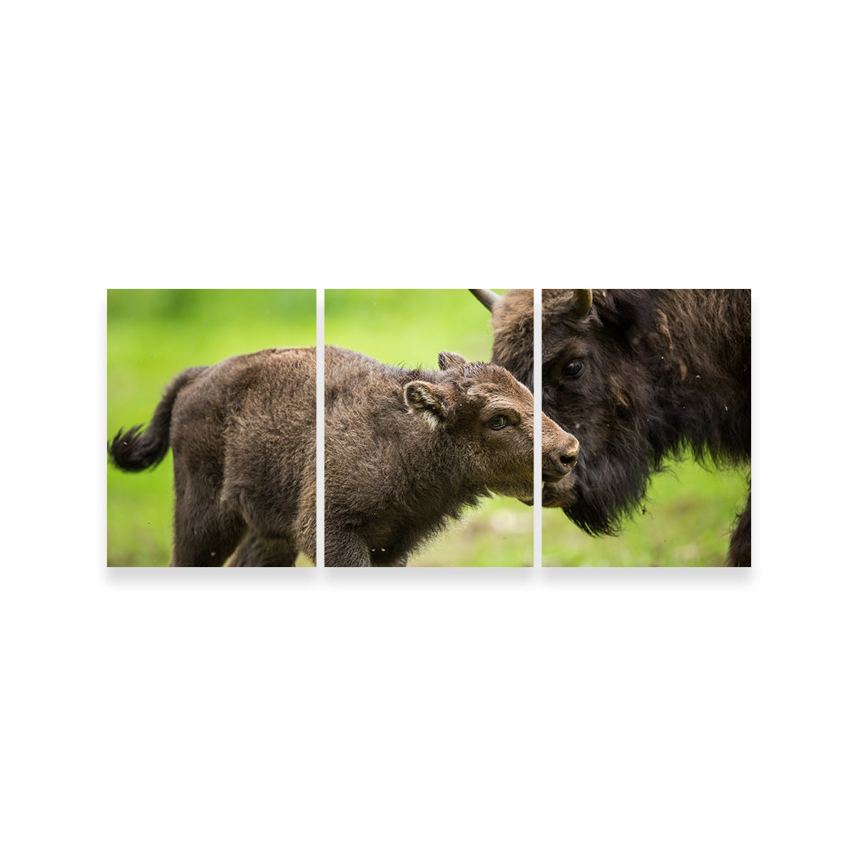 European Bison and Calf Wall Art