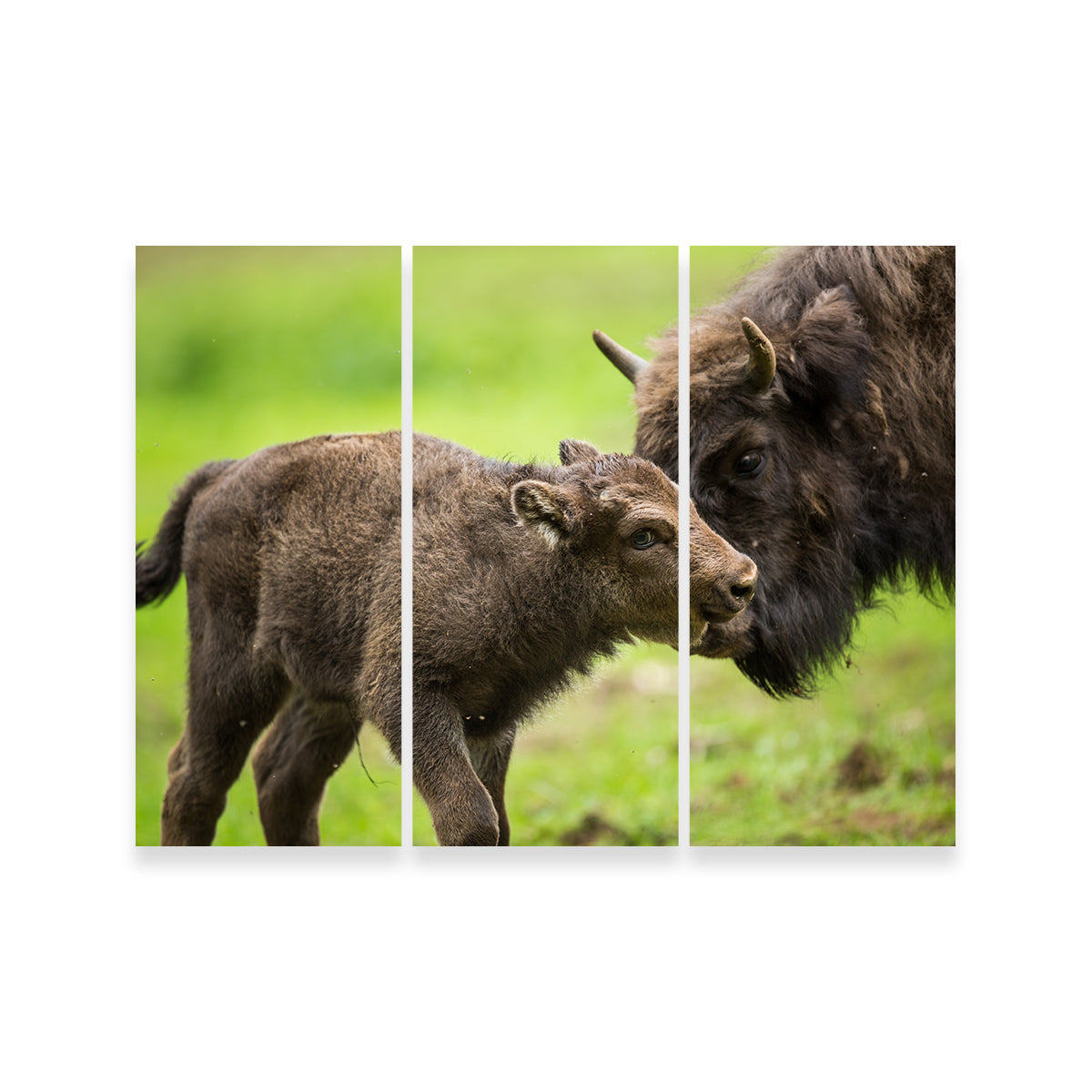 European Bison and Calf Wall Art