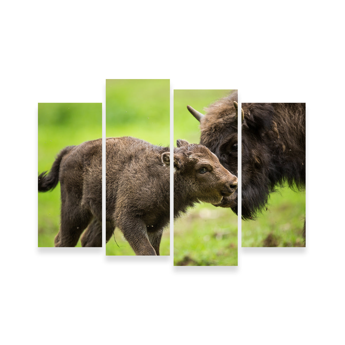 European Bison and Calf Wall Art