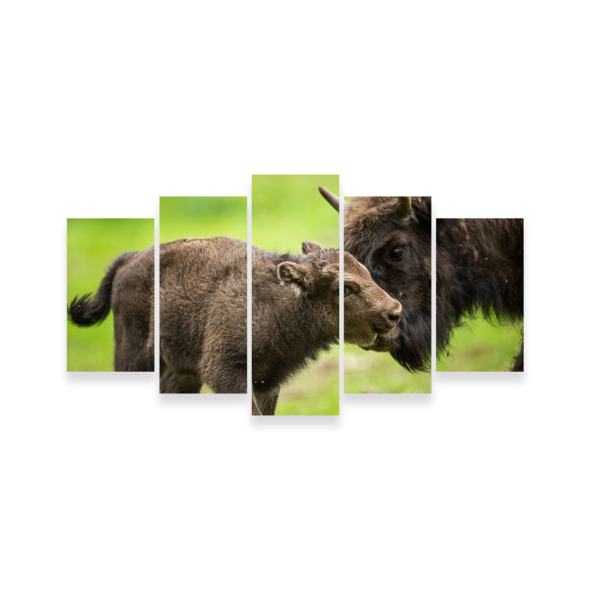 European Bison and Calf Wall Art