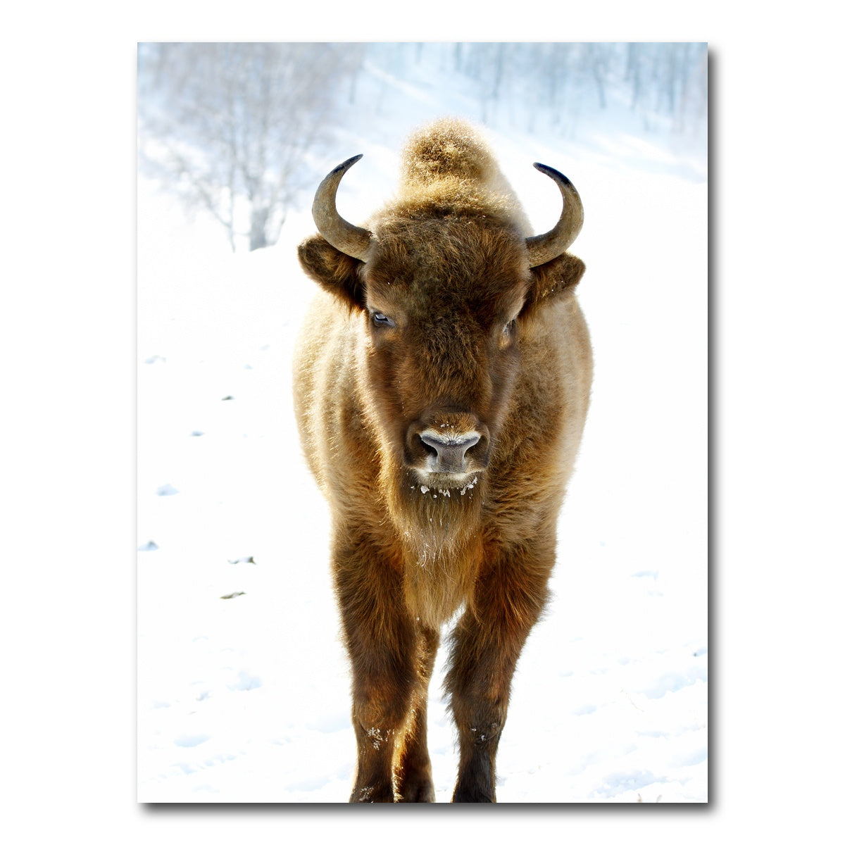AUTO-MOCKUP WHITE | European Bison | 1 Piece | Gallery Wrap Canvas | group=3x4