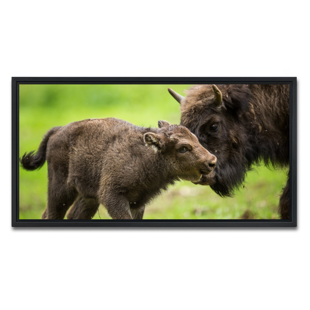 AUTO-MOCKUP WHITE | European Bison and Calf | 1 Piece | Black Framed Canvas | group=2x1