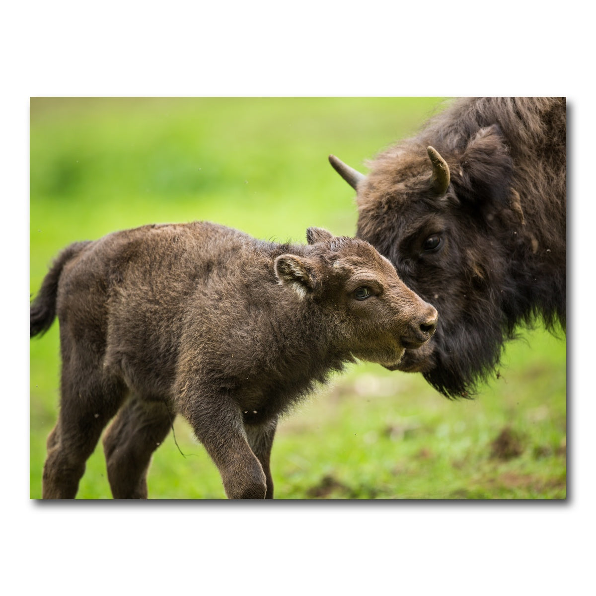 AUTO-MOCKUP WHITE | European Bison and Calf | 1 Piece | Gallery Wrap Canvas | group=4x3