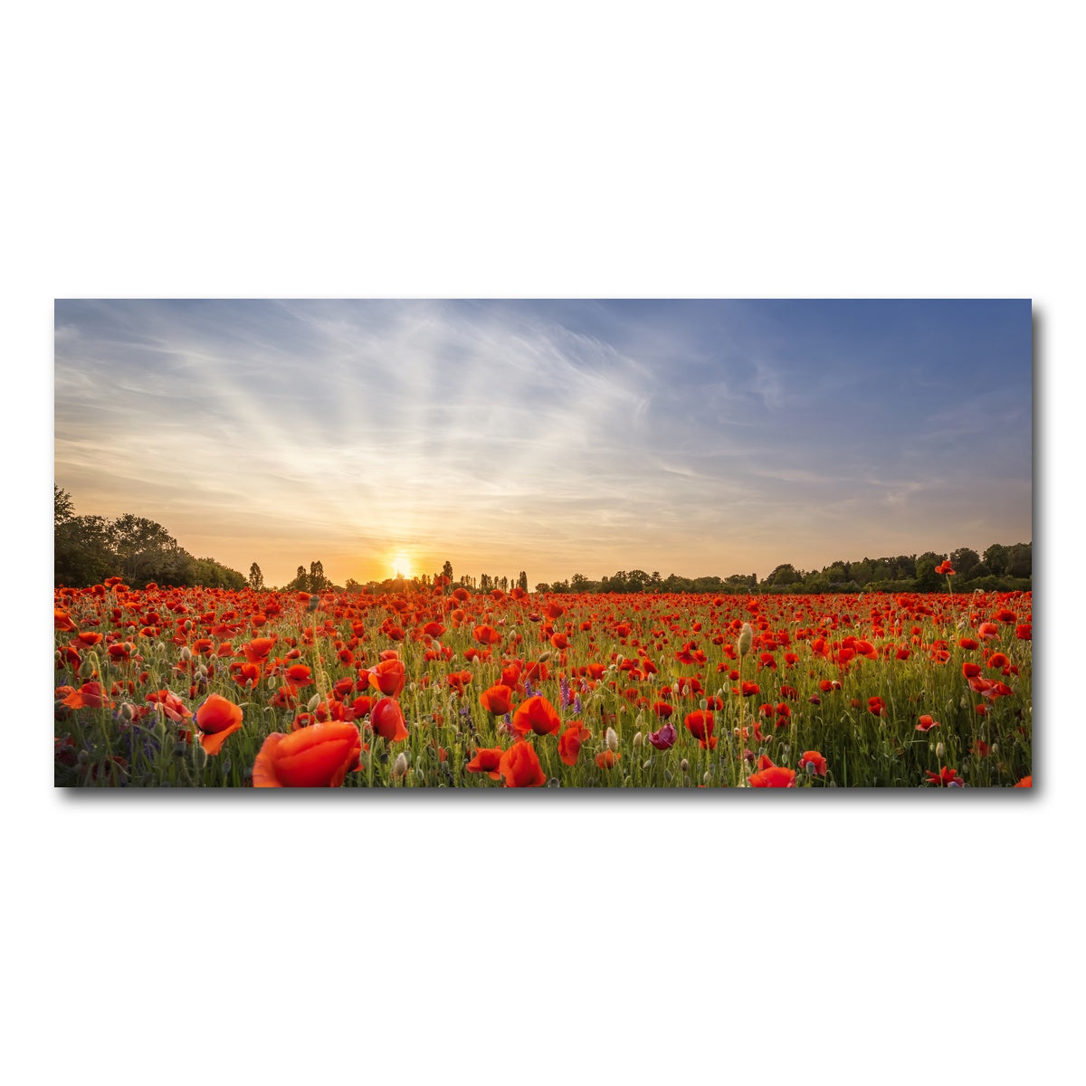 AUTO-MOCKUP WHITE | Evening in a poppy field | 1 Piece | Gallery Wrap Canvas | group=2x1